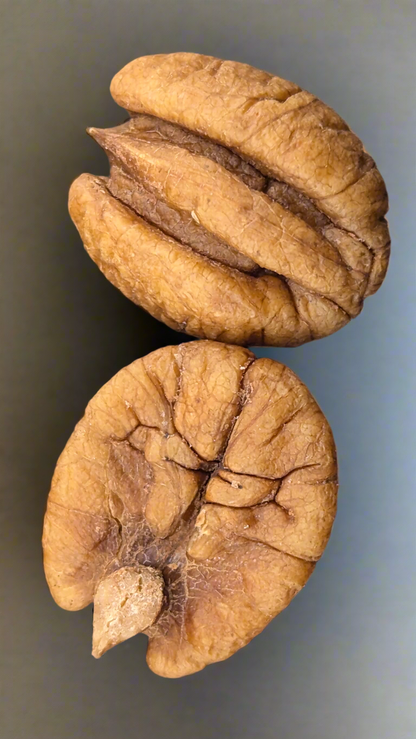 Close-up image of two Infused Elliot Pecans against a neutral background. One pecan is whole, and the other is halved, revealing its textured surface and intricate patterns. The shells are light brown with visible grooves, showcasing the essence of a nutritious snack.